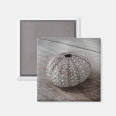 Aimant Shell On Top Of A Wooden Table (Recto/Verso)