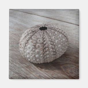 Aimant Shell sur un Tableau en bois