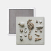 Aimant Shells (Recto/Verso)