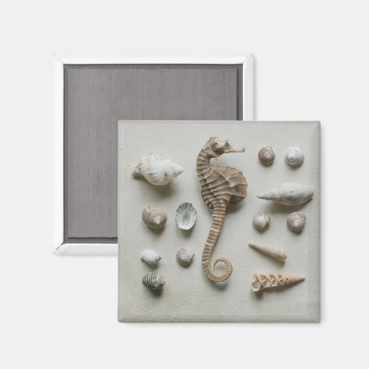 Aimant Shells (Recto/Verso)