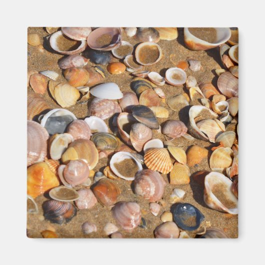 Aimant Shells | Andalusia, Spain (Devant)