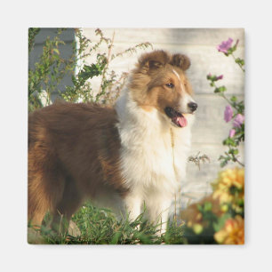 Aimant Sheltie dans l'aimant de fleurs