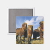 Aimant Shetland Pony, îles Shetland continentales (Recto/Verso)