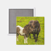 Aimant Shetland Pony mère et progéniture (Recto/Verso)