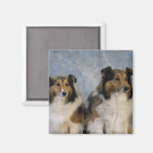 Aimant Shetland Sheepdogs (Recto/Verso)