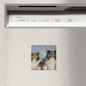Aimant Shetland Sheepdogs (In Situ (Lave-vaisselle))