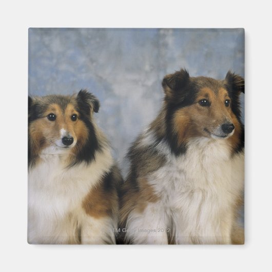 Aimant Shetland Sheepdogs (Devant)