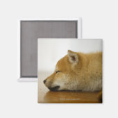 Aimant Shiba-ken 3 dormant (Recto/Verso)