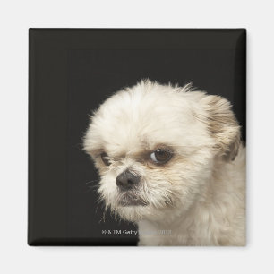 Aimant Shih blanc fâché Tzu avec les yeux bruns