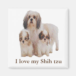 Aimant Shih-tsu