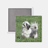 Aimant shih tzu (Recto/Verso)