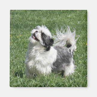 Aimant shih tzu