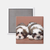 Aimant Shih Tzu (Recto/Verso)