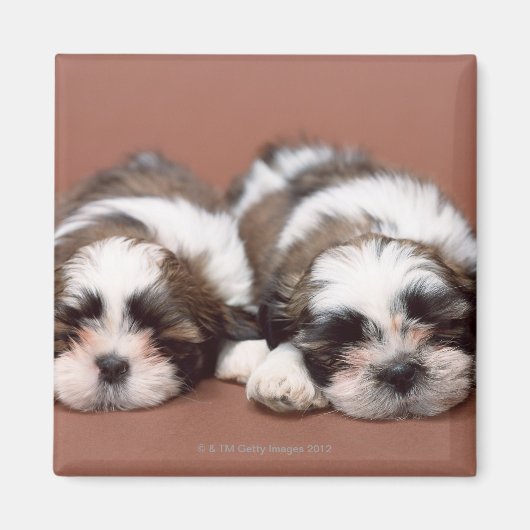 Aimant Shih Tzu (Devant)