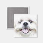 Aimant shih tzu (Recto/Verso)