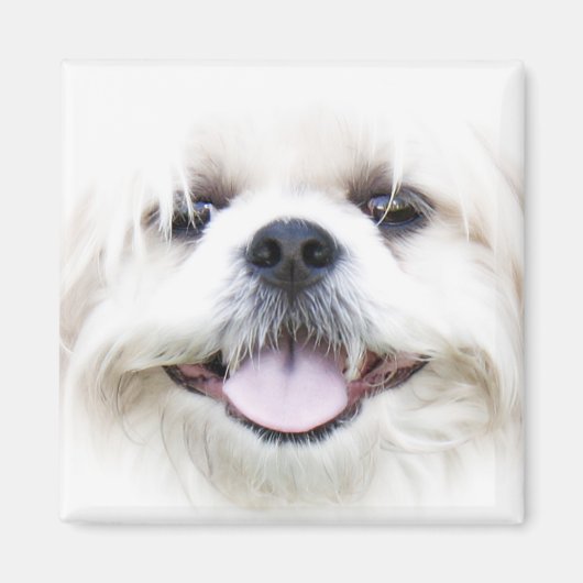 Aimant shih tzu (Devant)