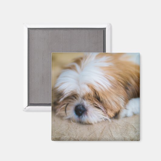 Aimant Shih Tzu (Recto/Verso)