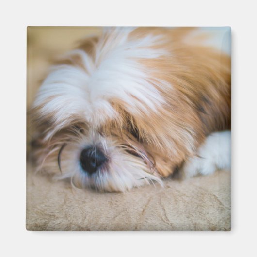 Aimant Shih Tzu (Devant)