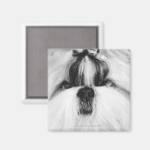 Aimant Shih Tzu (Recto/Verso)