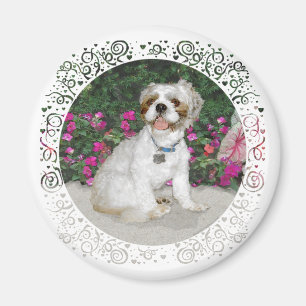Aimant Shih Tzu dans un jardin