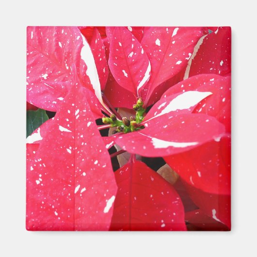 Aimant Shimmer Star Surprise Poinsettia vacances Florale (Devant)