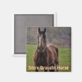 Aimant Shire Draft Horse, Hampshire, Angleterre (Recto/Verso)