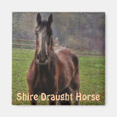 Aimant Shire Draft Horse, Hampshire, Angleterre (Devant)