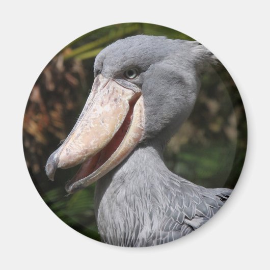 Aimant Shoebill (Devant)