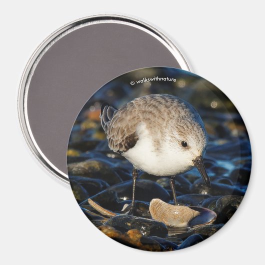 Aimant Shorebird Dines on Clam (Recto/Verso)