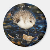 Aimant Shorebird Dines on Clam (Devant)