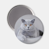 Aimant shorthair britannique (Recto/Verso)