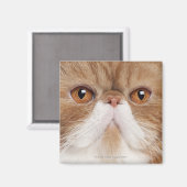 Aimant Shorthair exotique (2,5 ans) (Recto/Verso)