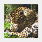Aimant Shy Leopard (Devant)