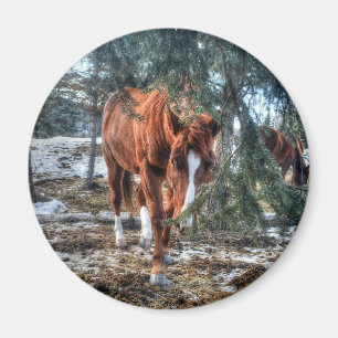 Aimant Shy Sorrel Mare and Branches Horse-lover Gift
