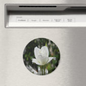 Aimant Si pure..... (In Situ (Lave-vaisselle))