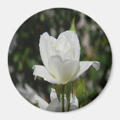 Aimant Si pure..... (Devant)