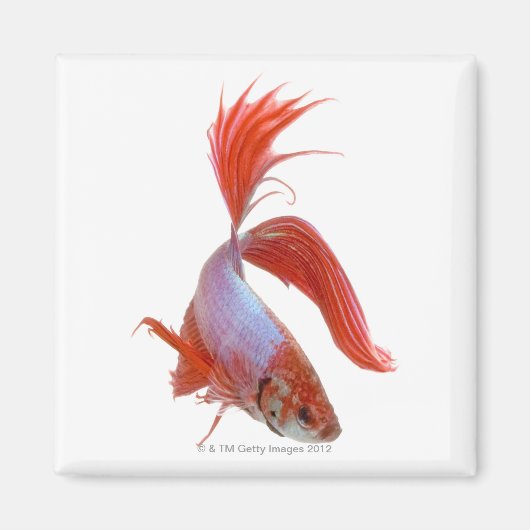 Aimant Siamais combattant le poisson (Betta splendens) (Devant)