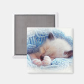 Aimant Siamese Kitten Paws dormant (Recto/Verso)