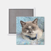 Aimant Siamese Snowshoe Cat Blue Eyes Maureen Girard (Recto/Verso)