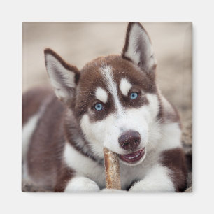 Aimant Siberian Husky Puppy at the Beach
