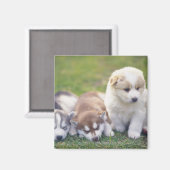 Aimant Siberian Husky; Une race de chien qui travaille (Recto/Verso)