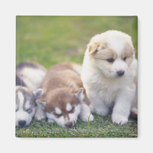 Aimant Siberian Husky; Une race de chien qui travaille (Devant)