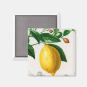 Aimant Sicilian lemon (Recto/Verso)