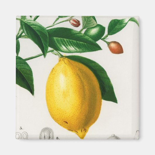 Aimant Sicilian lemon (Devant)