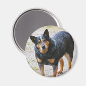 Aimant Sidney the Blue Heeler (Recto/Verso)