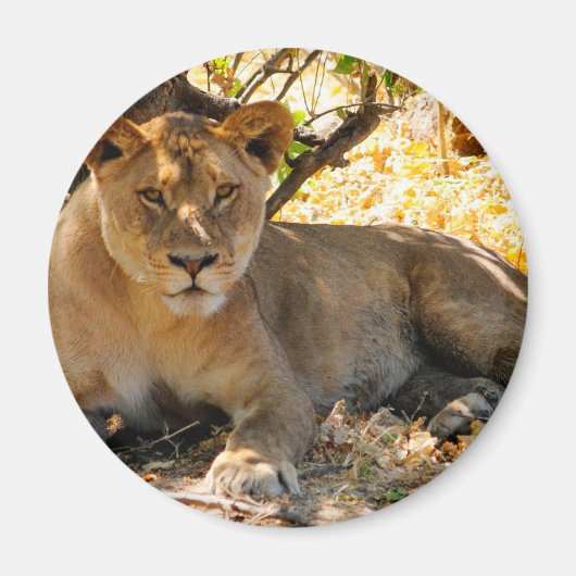 Aimant Siesta Time (Devant)