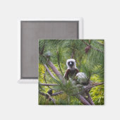 Aimant Sifaka de Coquerel dans la forêt (Recto/Verso)