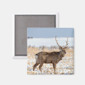 Aimant Sika Stag dans un champ neigeux | Japon (Recto/Verso)