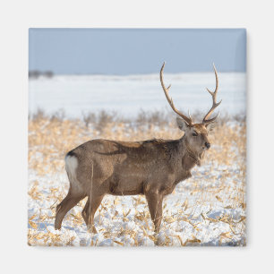 Aimant Sika Stag dans un champ neigeux Japon