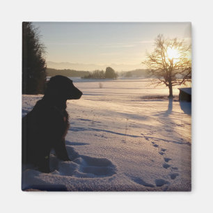 Aimant Silhouette de chien dans le paysage neigeux